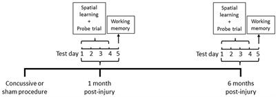 Chronic Cognitive Deficits and Associated Histopathology Following Closed-Head Concussive Injury in Rats